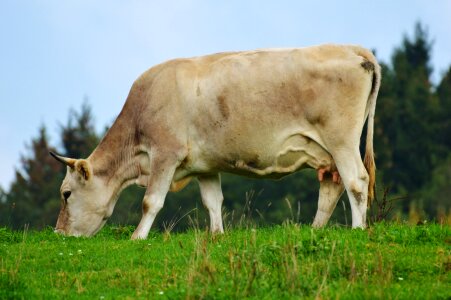 Pasture beef livestock photo