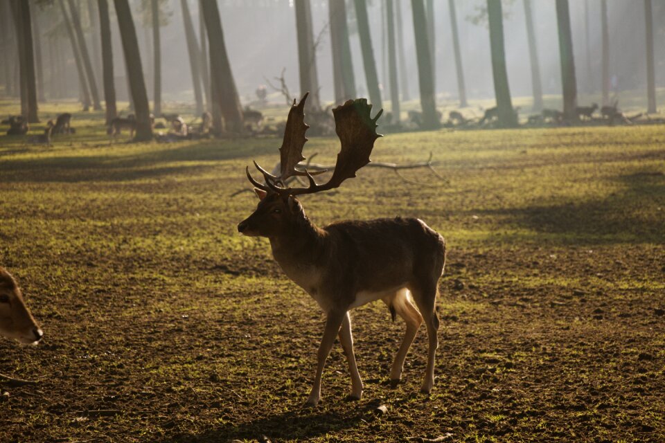 Holders wild animals nature
