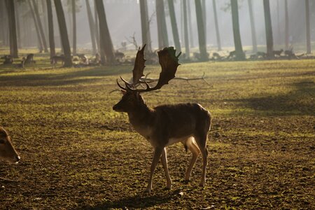Holders wild animals nature