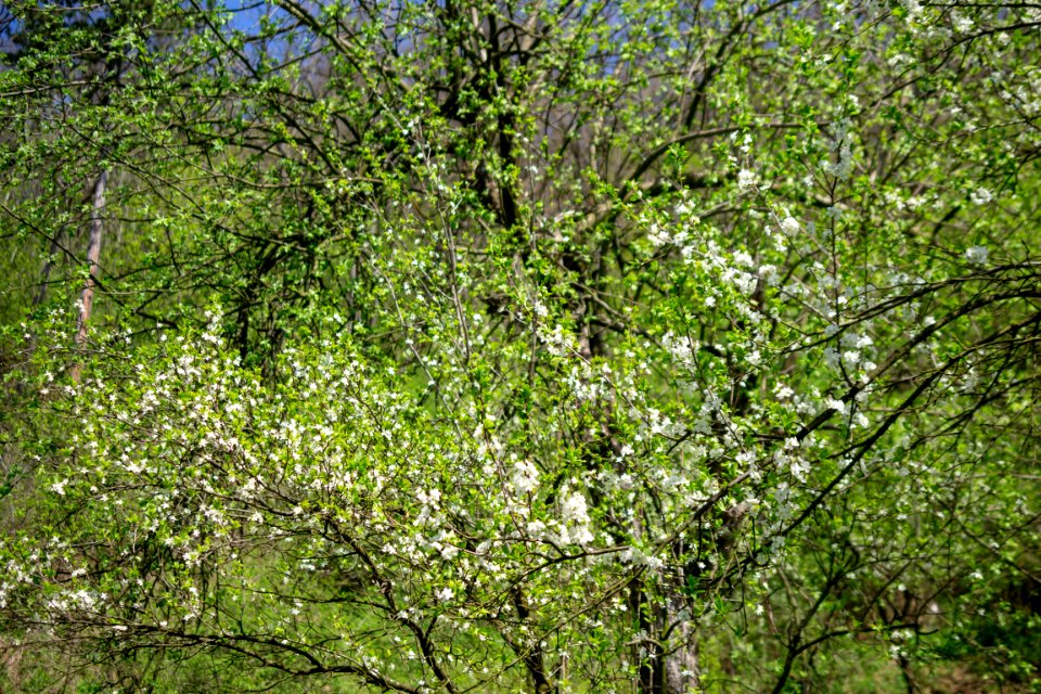 Flowers of spring