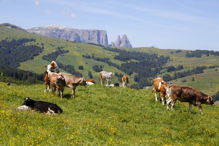 Alpine meadow ruminant graze photo