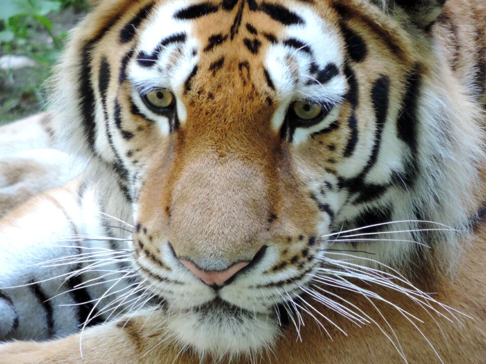 Wildcat dangerous close up