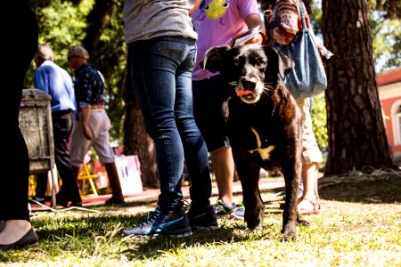 08.12.2019 - Encerramento da 2ª Semana de Proteção Animal - Foto: Gustavo Vara