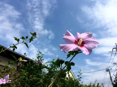 Sengencho in Higashikurume
