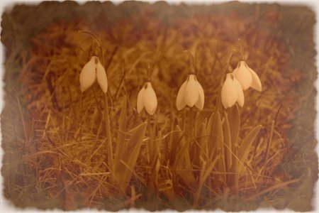 Sepia photo