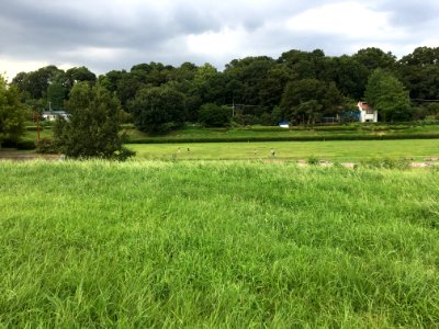 Maeharacho in Koganei-shi