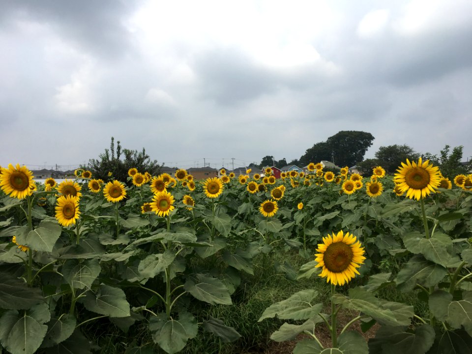 Sunflower Garden in Shimokiyoto, Kiyose-shi