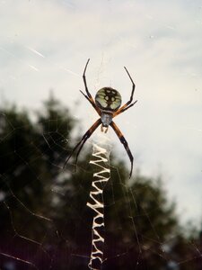 Garden-spider spider web spider-web