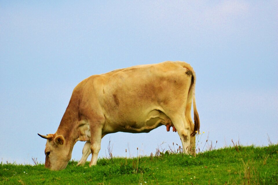 Pasture beef livestock