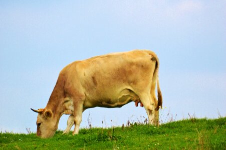 Pasture beef livestock photo
