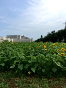 Midorigaoka in Musashimurayama-shi