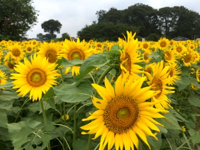Sunflower Garden in Shimokiyoto, Kiyose-shi