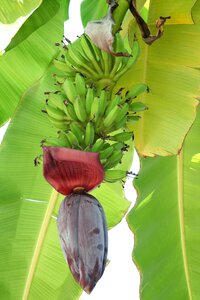 Banana blooms tropics