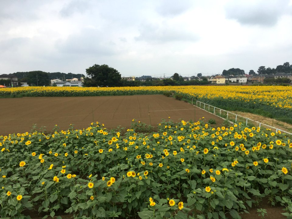 Sunflower Garden in Shimokiyoto, Kiyose-shi