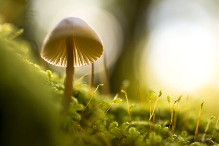 Macro hat food photo