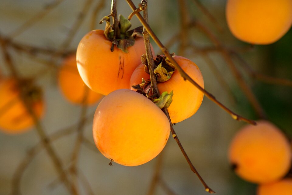 Khaki fall persimmon