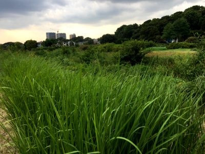 Maeharacho in Koganei-shi