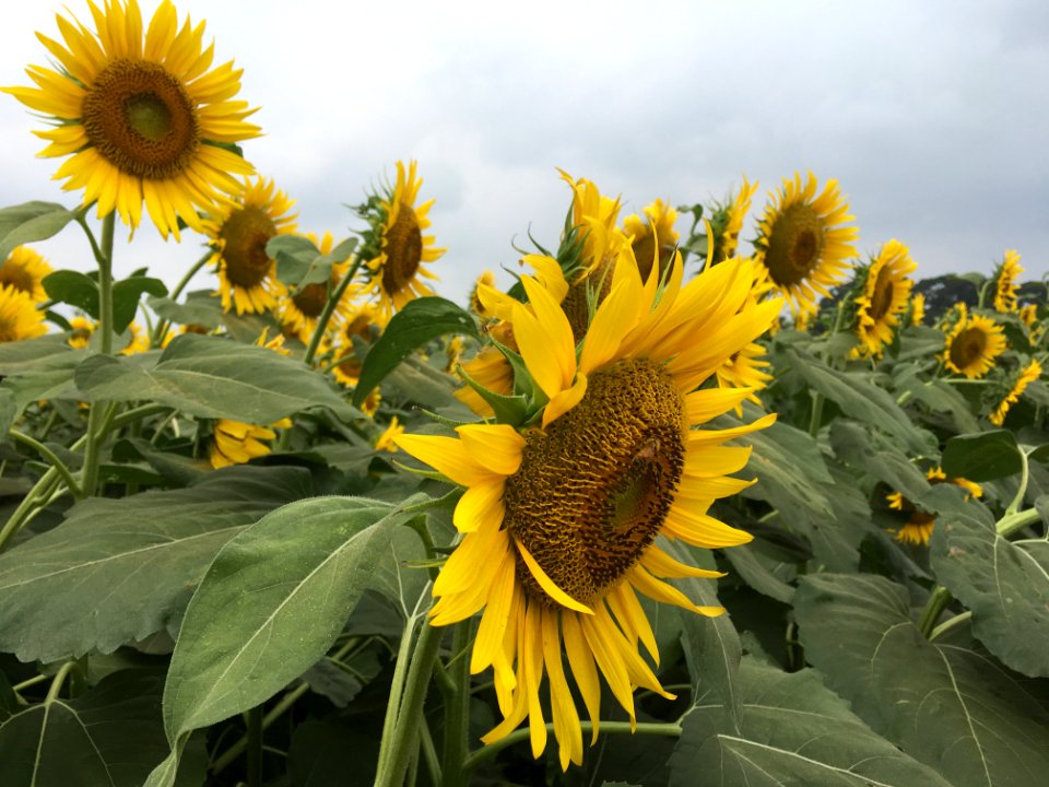 Sunflower Garden in Shimokiyoto, Kiyose-shi