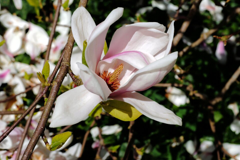 White white blossom spring