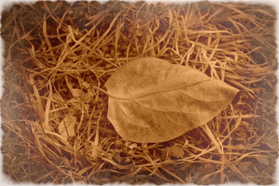 Sepia