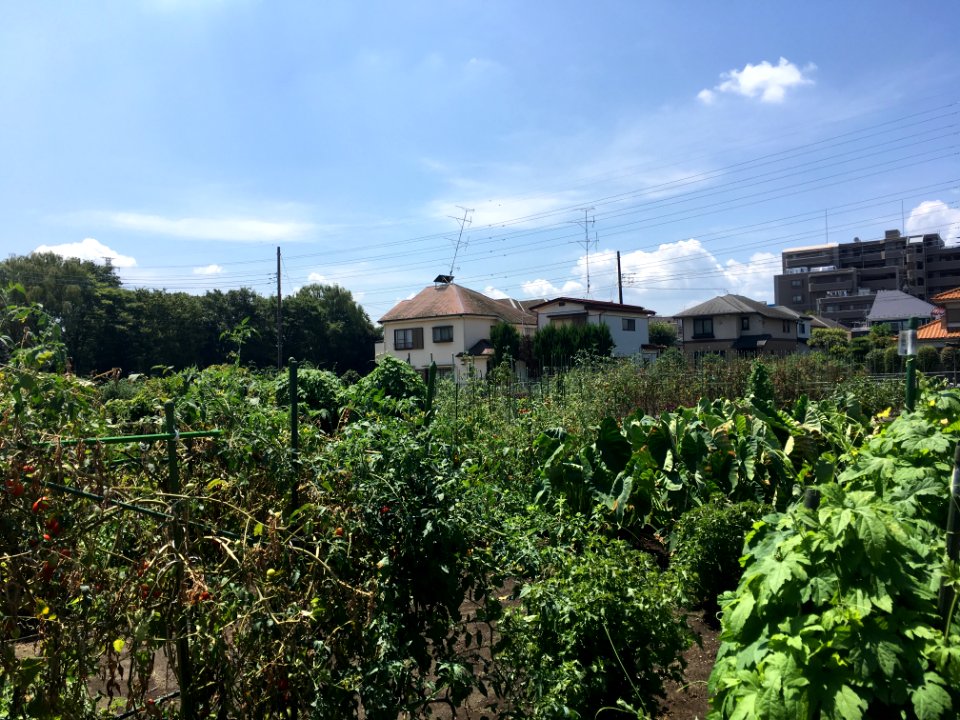 Shinmeidai in Hamura-shi