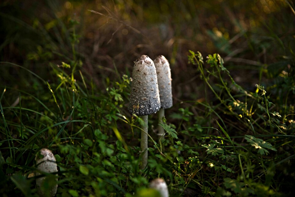 Mushrooms forest autumn