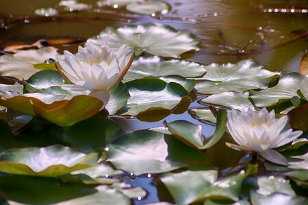 Waterlilies spiritual pond