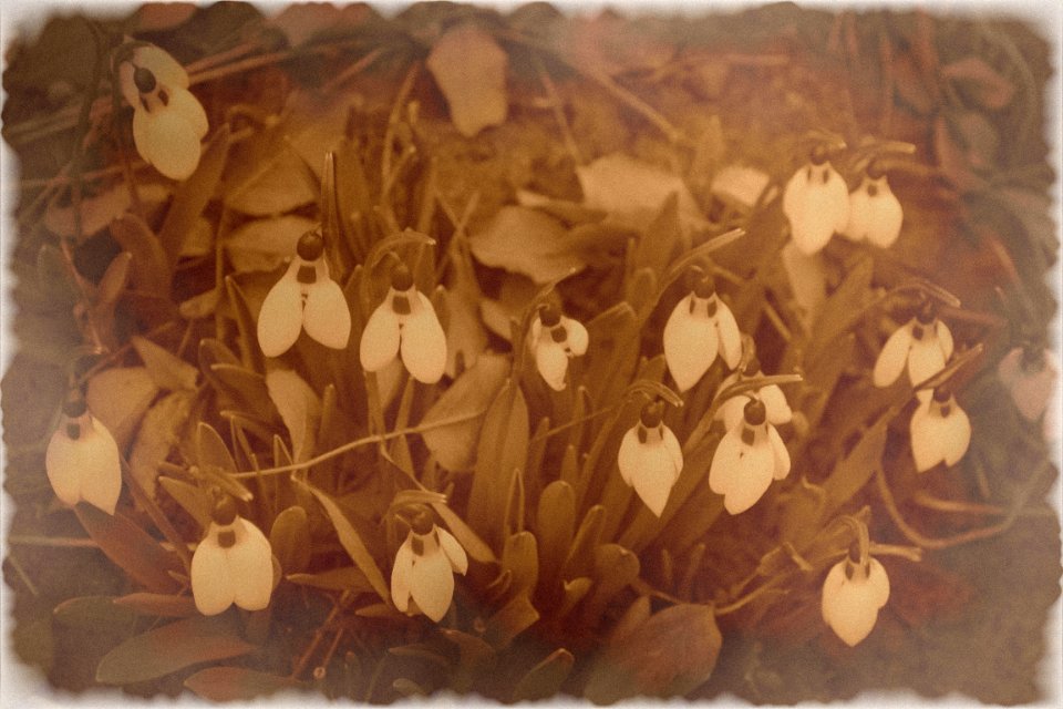 Sepia