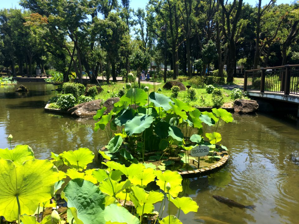 Kyodonomori Park in Fuchi-shi