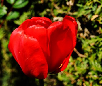 Flower spring plant photo