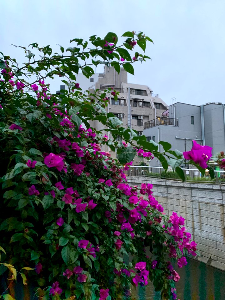 Honcho in Nakano-ku