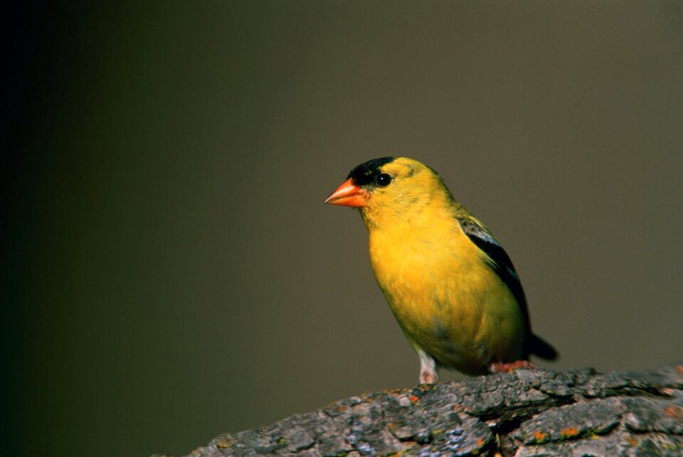 Nature macro perched