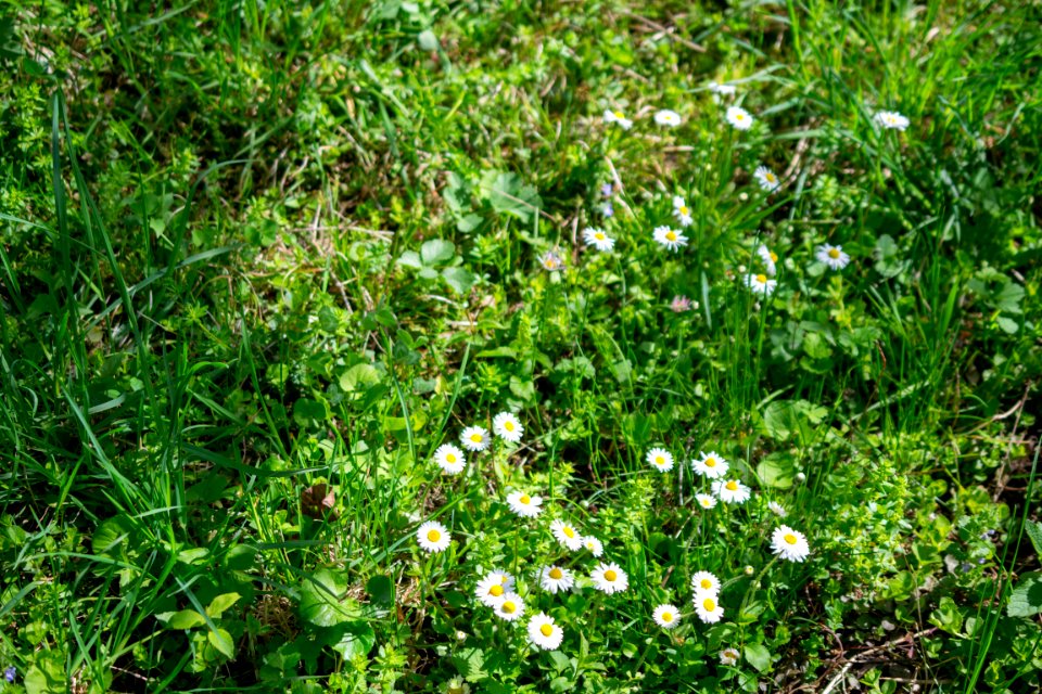 Flowers of spring