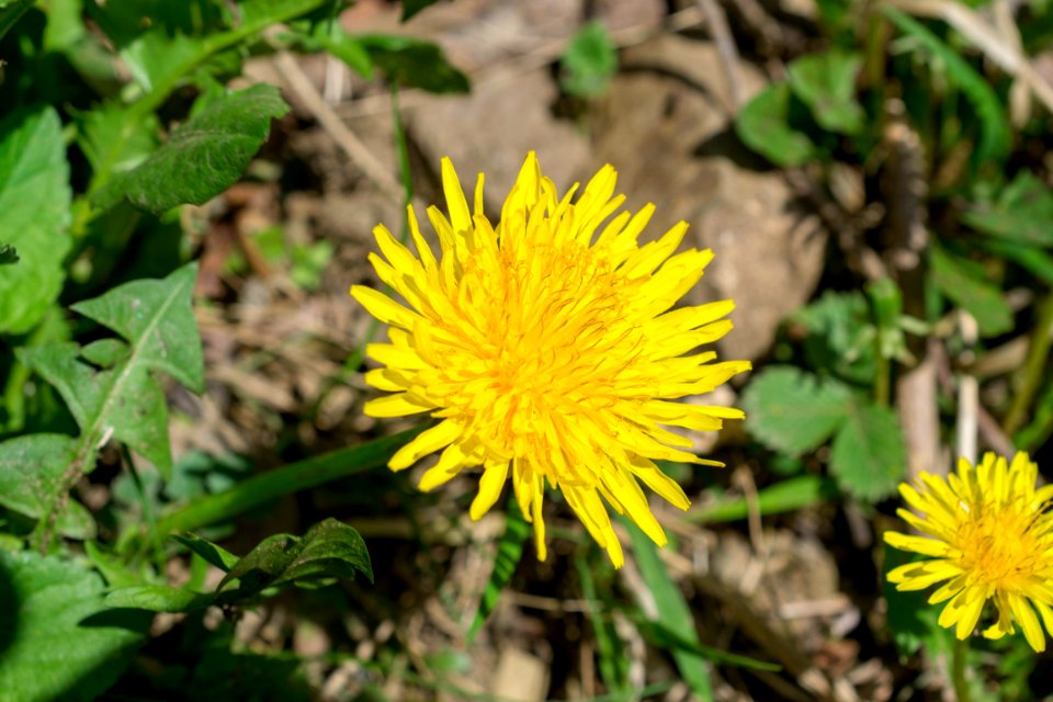 Flowers of spring