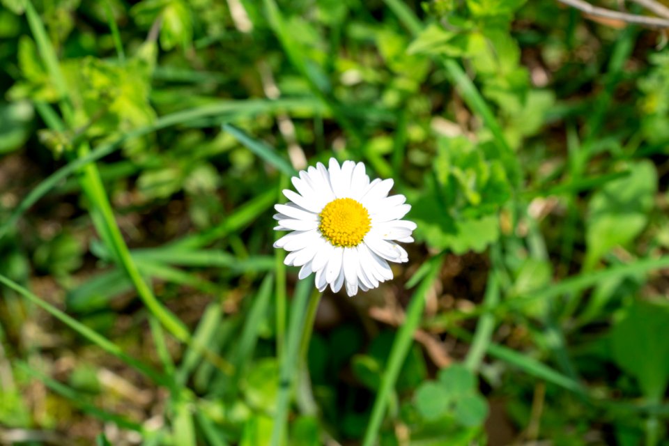 Flowers of spring