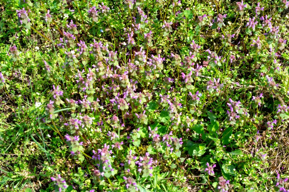 Flowers of spring
