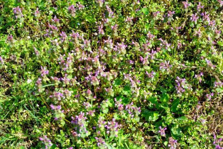 Flowers of spring