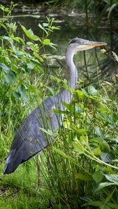 Bird animal pasture