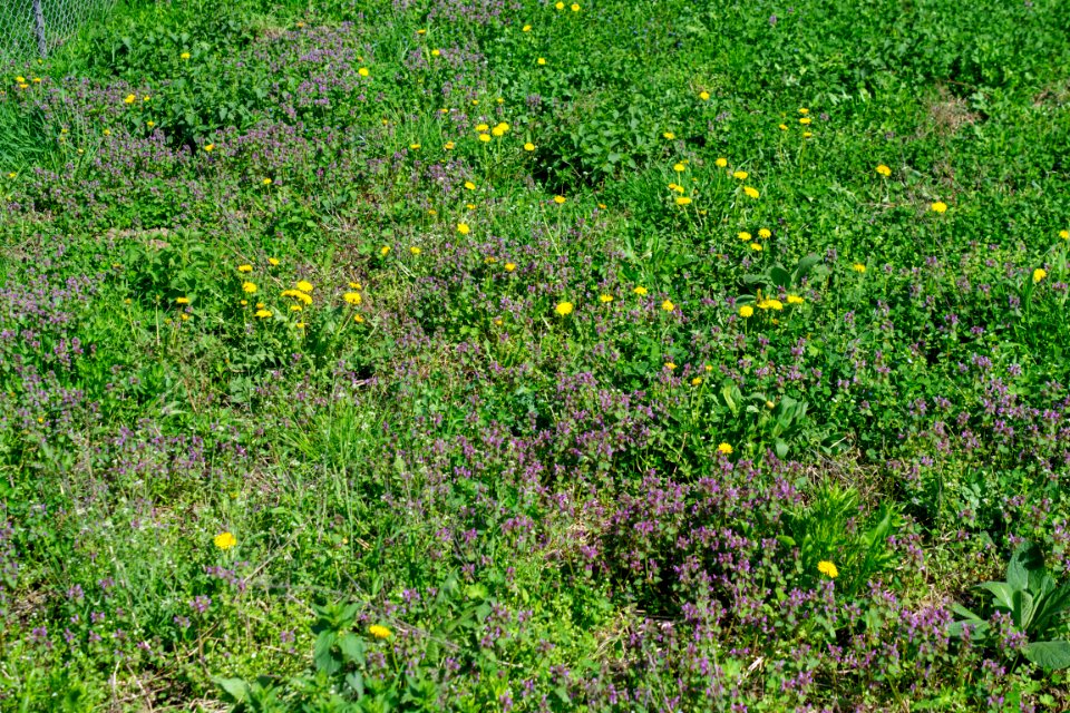 Flowers of spring