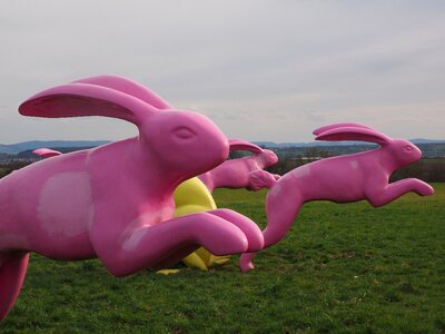 Pink seat and flitz rabbits rosalie
