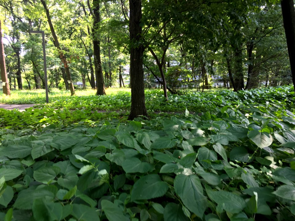Uenohara in Higashikurume-shi