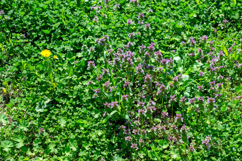 Flowers of spring