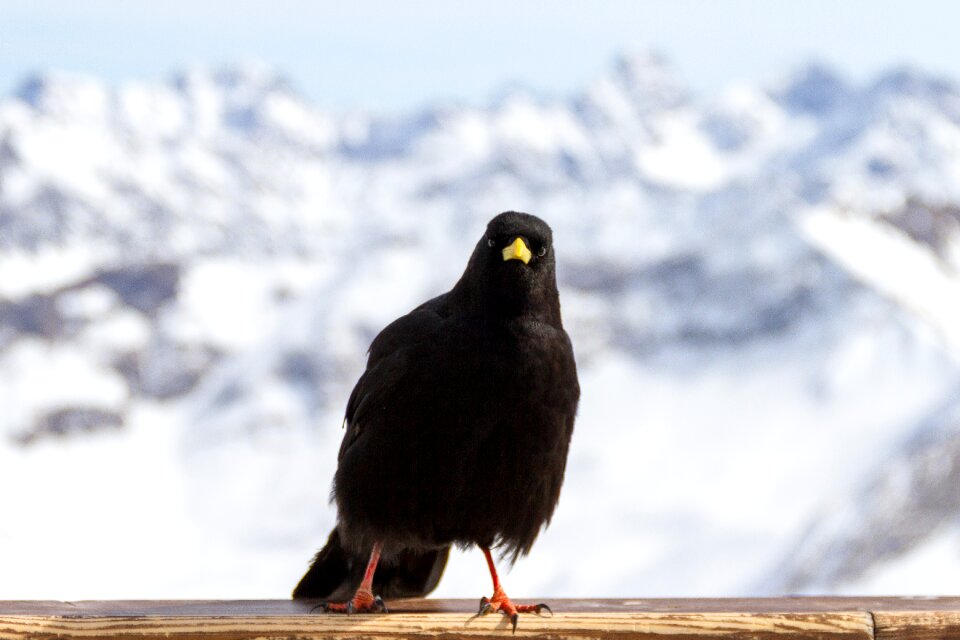 Jackdaw bergdohle alpine