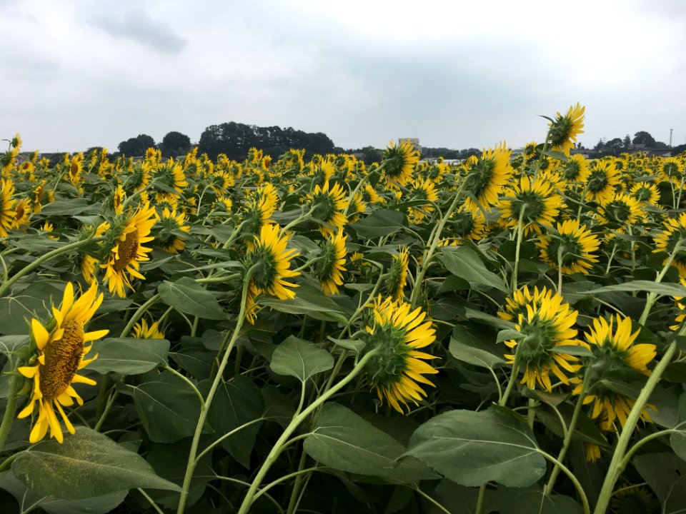 Sunflower Garden in Shimokiyoto, Kiyose-shi