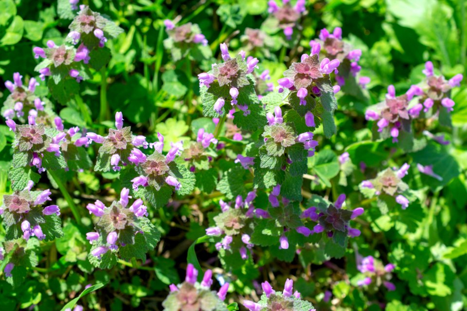 Flowers of spring