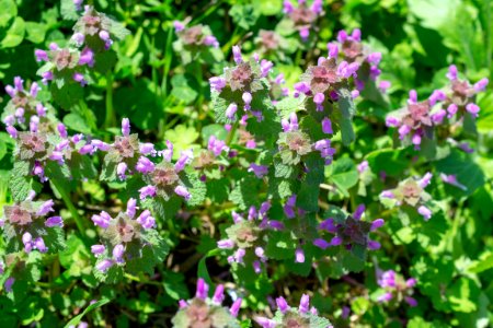 Flowers of spring