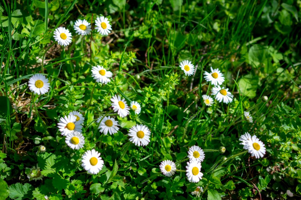 Flowers of spring