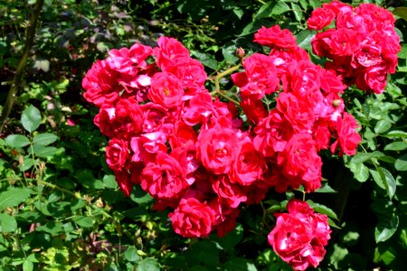 roses photo