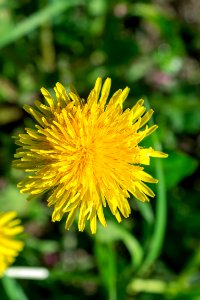 Flowers of spring