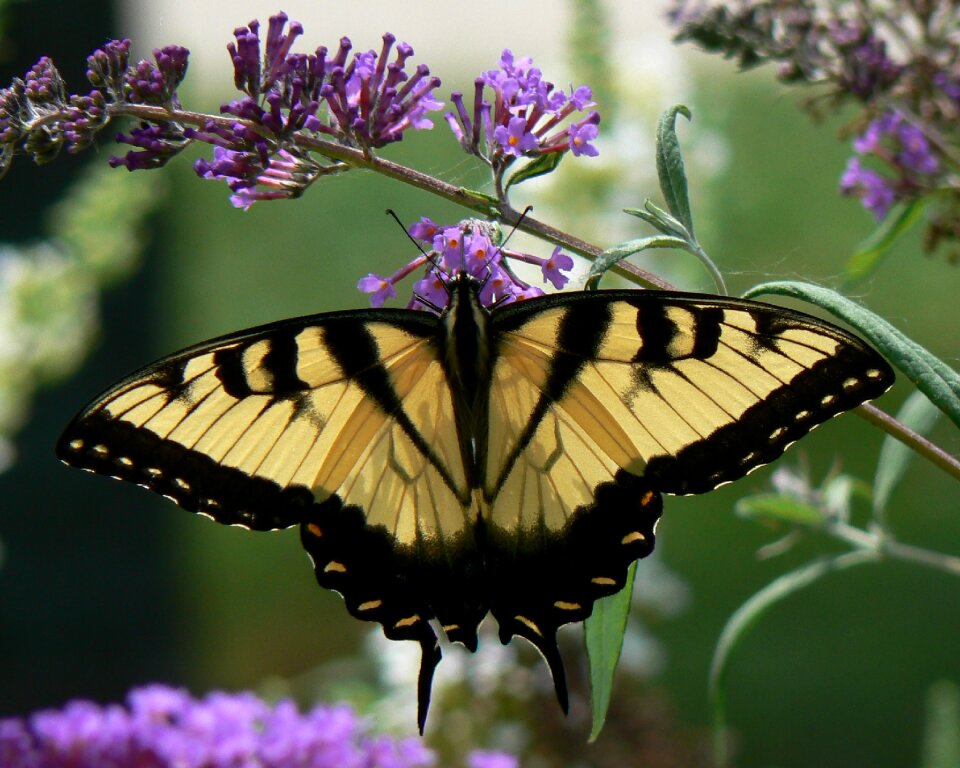 Swallowtail colorful insect